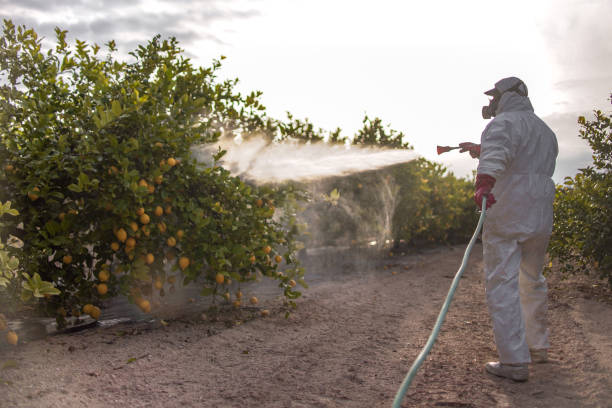 Best Bed Bug Extermination  in Port Angeles East, WA