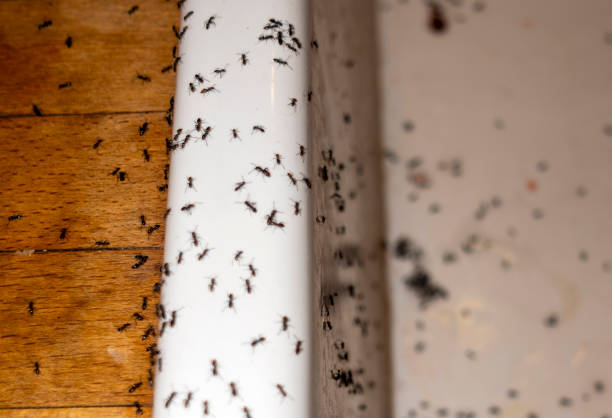 Best Wasp Removal Services  in Port Angeles East, WA
